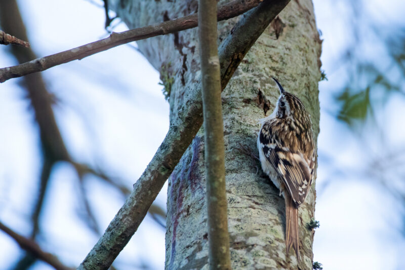 Grimpereau des jardins